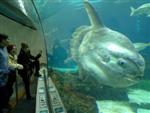 Барселона. Аквариум - океанариум. Самый большой в Европе. Рыба луна - самая большая костная рыба в Мире.